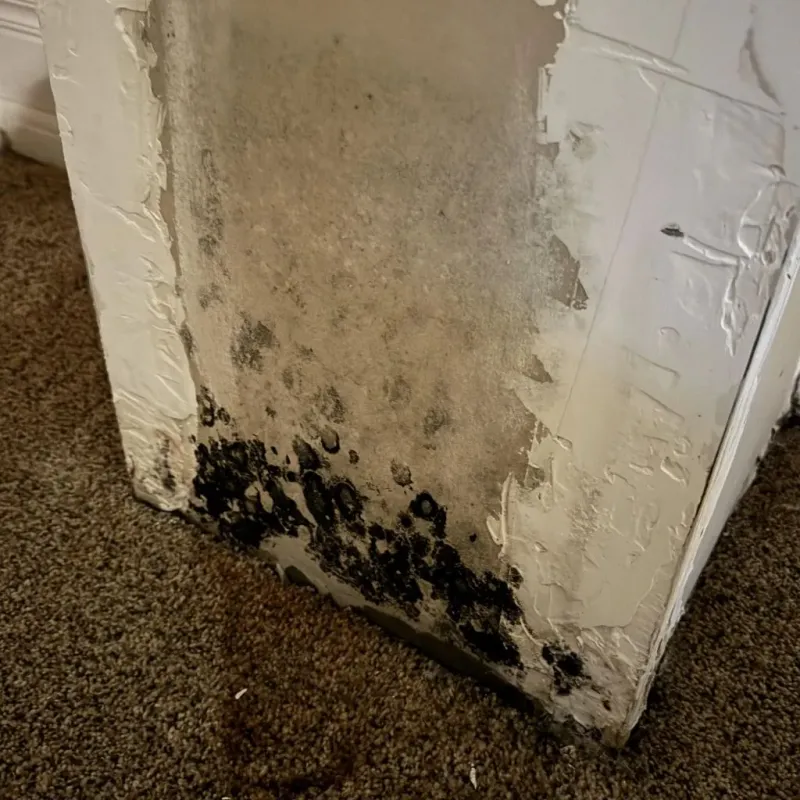 Professional Mold Removal in Pope County, IL